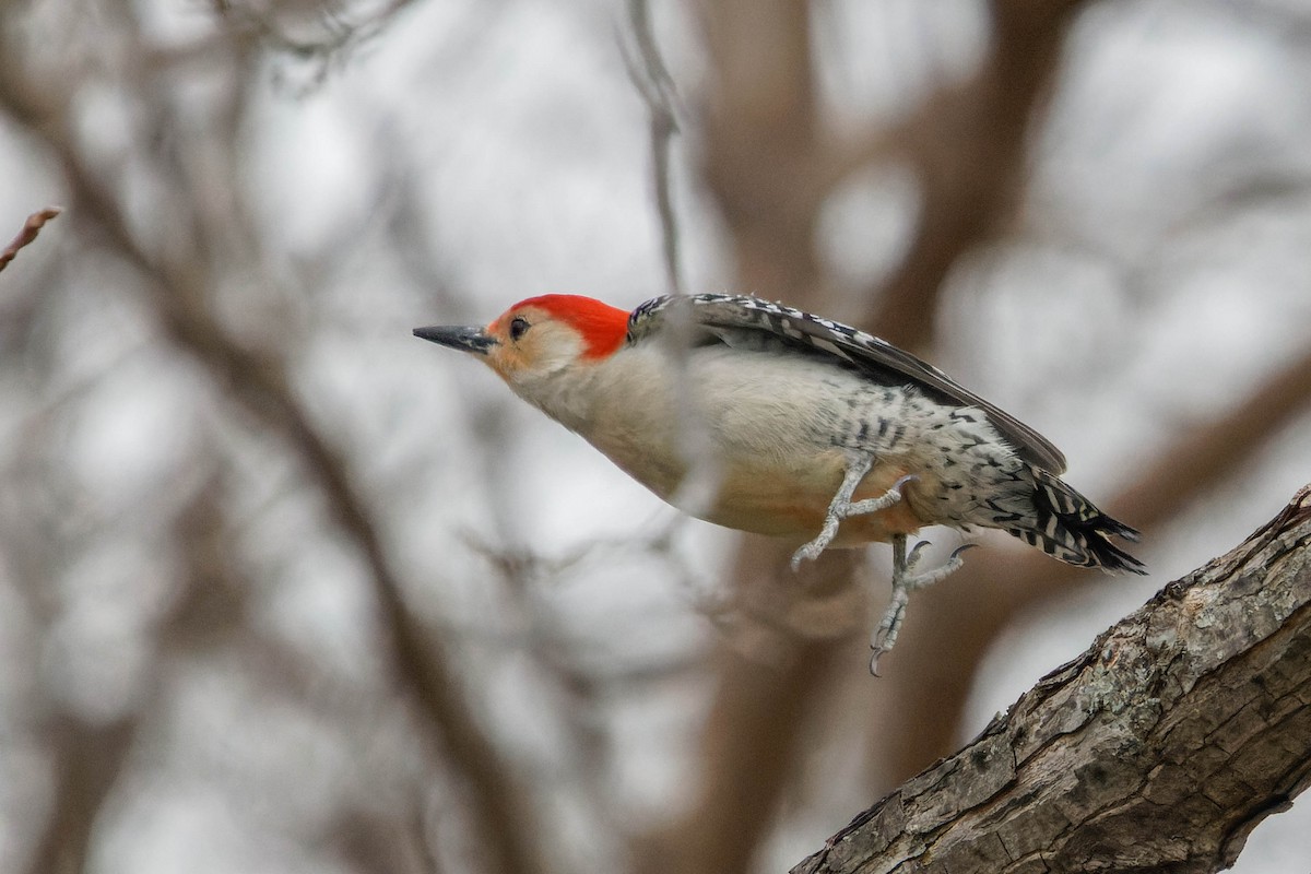 Red-bellied Woodpecker - ML615958452