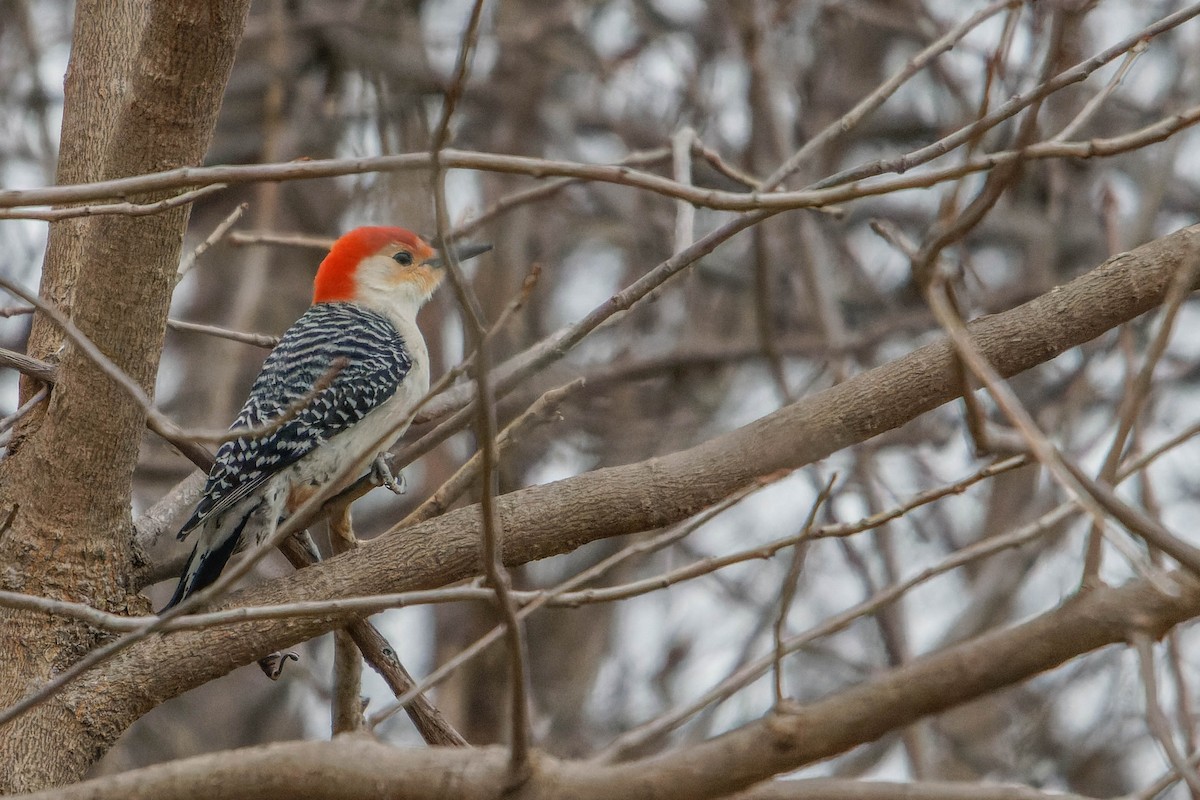 Red-bellied Woodpecker - ML615958453