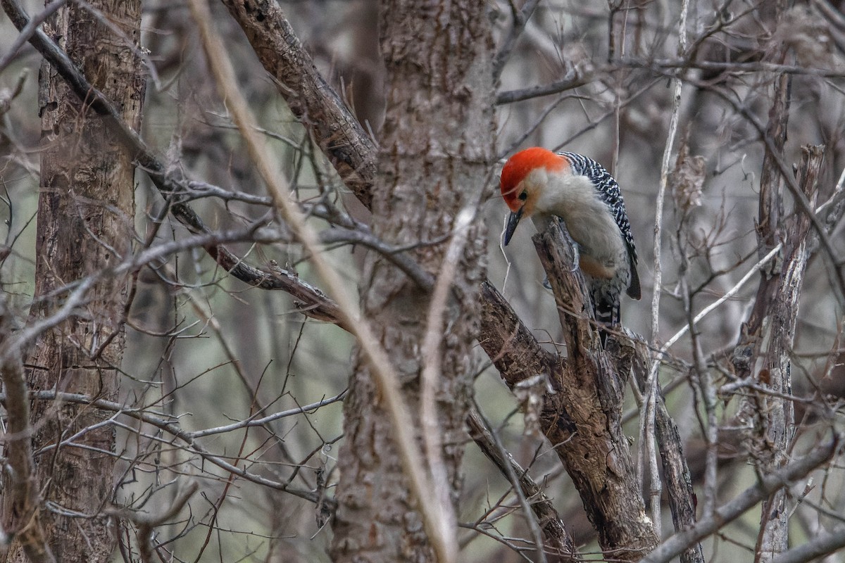 Red-bellied Woodpecker - ML615958455