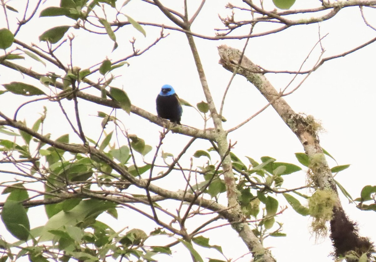 Blue-necked Tanager - ML615958614
