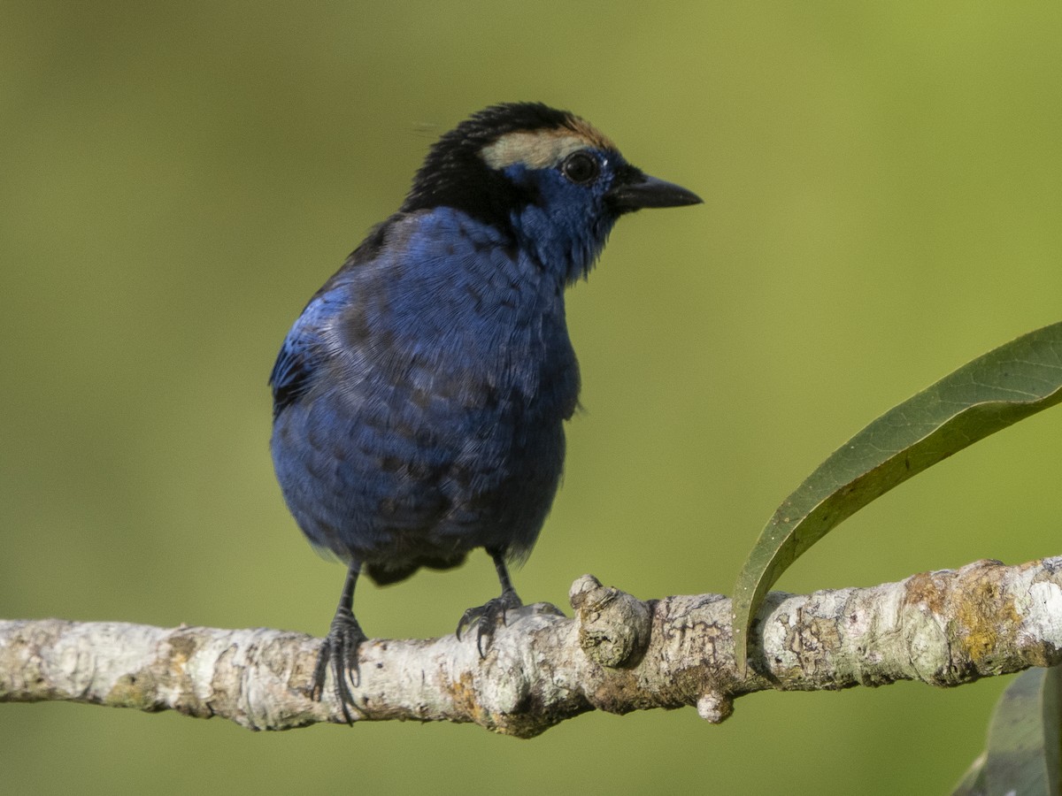 Opal-crowned Tanager - ML615958630