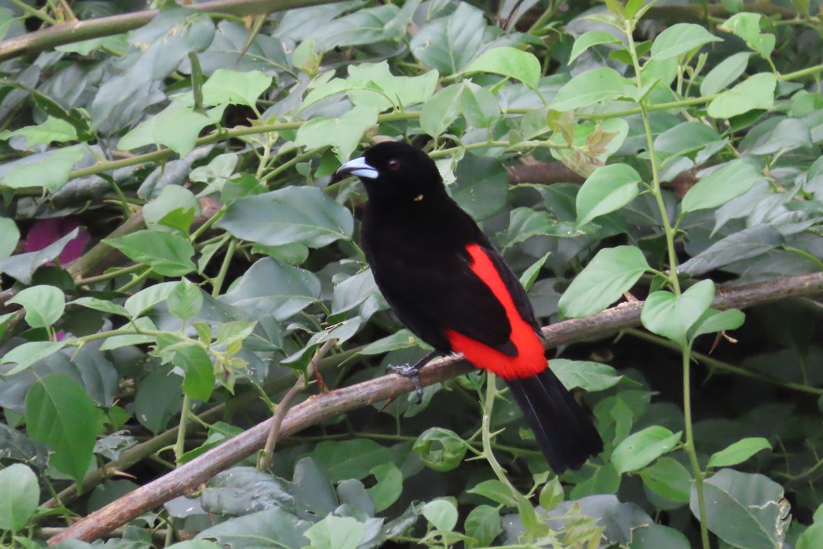 Scarlet-rumped Tanager (Cherrie's) - ML615958642