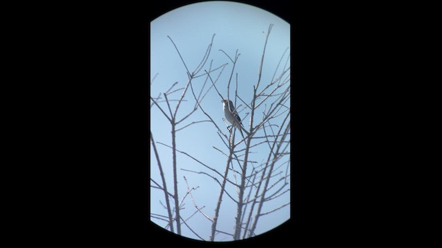 Loggerhead Shrike - ML615958726