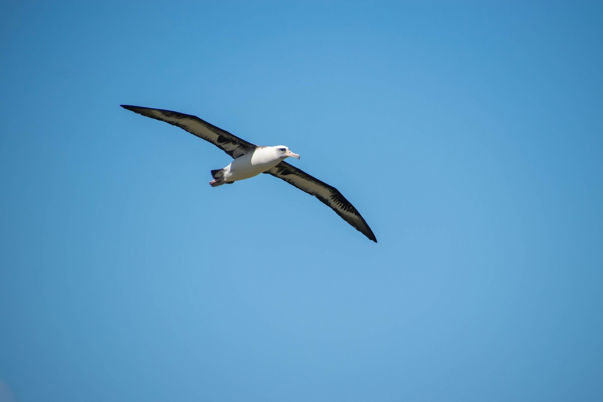 Laysan Albatross - ML615958851