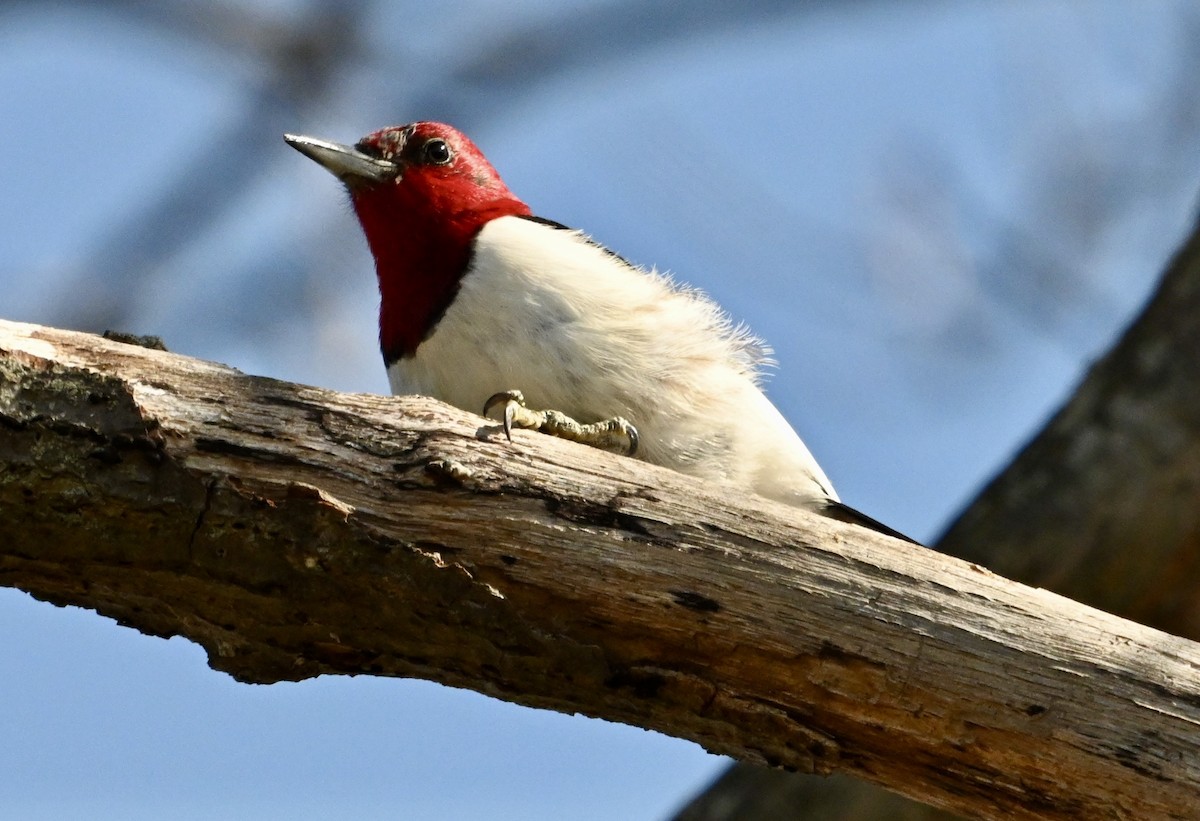 Red-headed Woodpecker - ML615959004