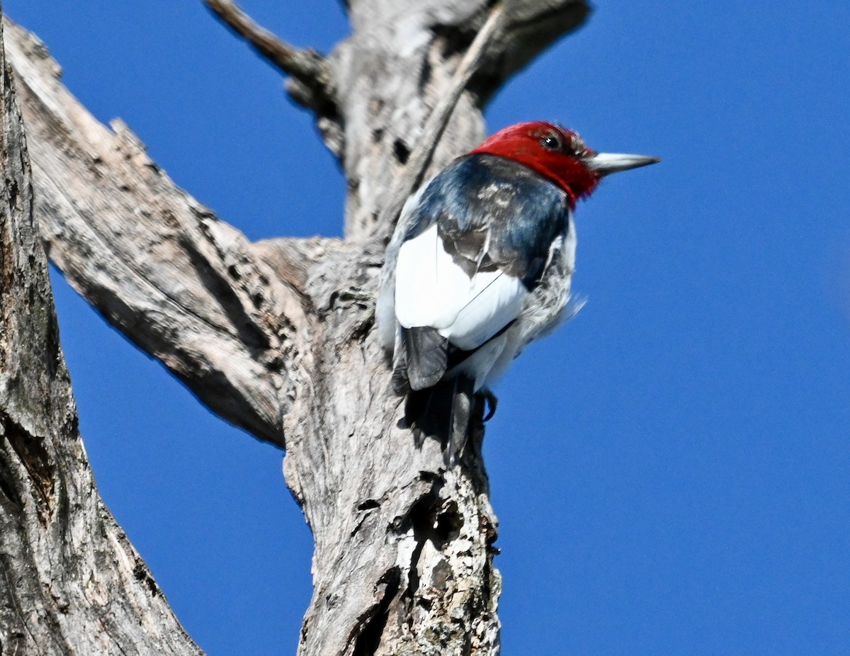 Red-headed Woodpecker - Lou Horwitz