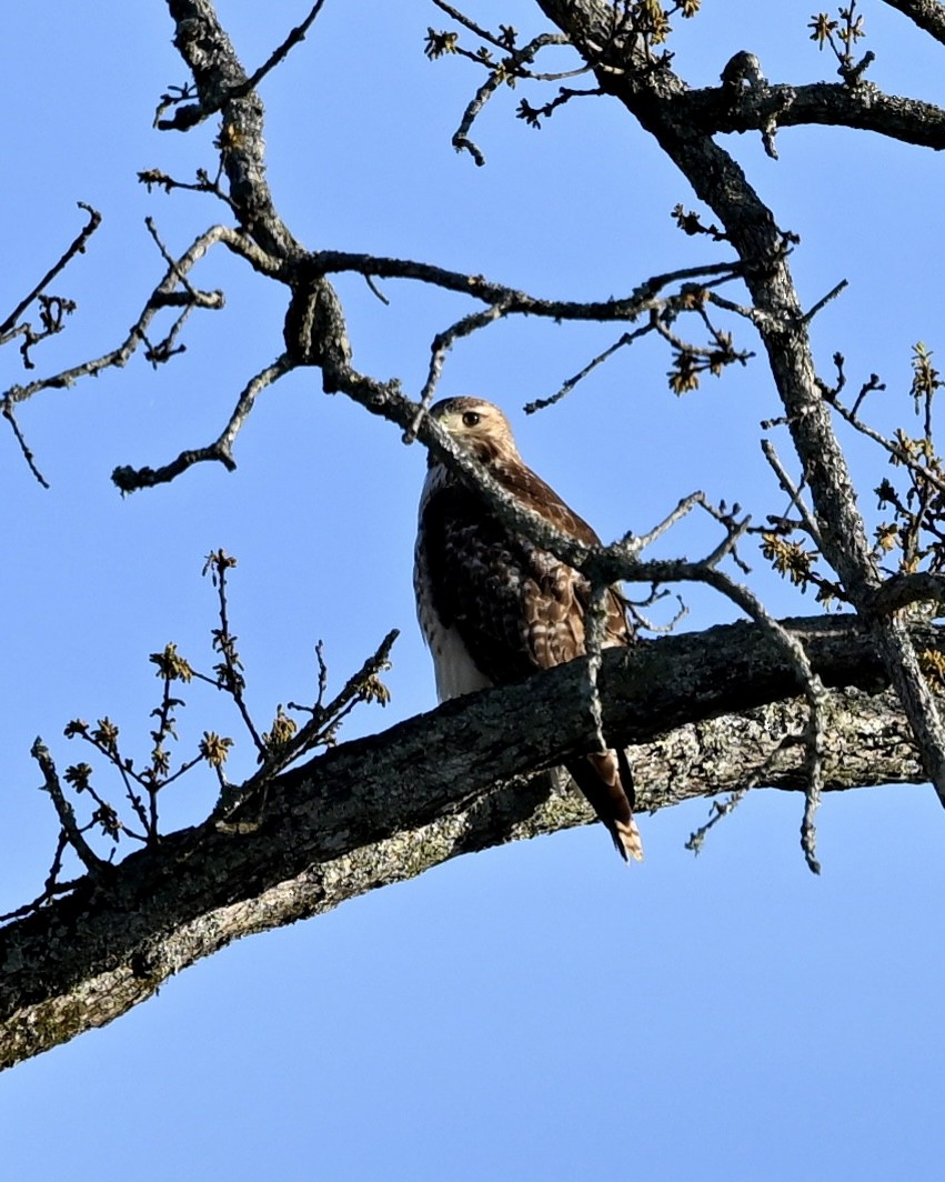 Red-tailed Hawk - ML615959158