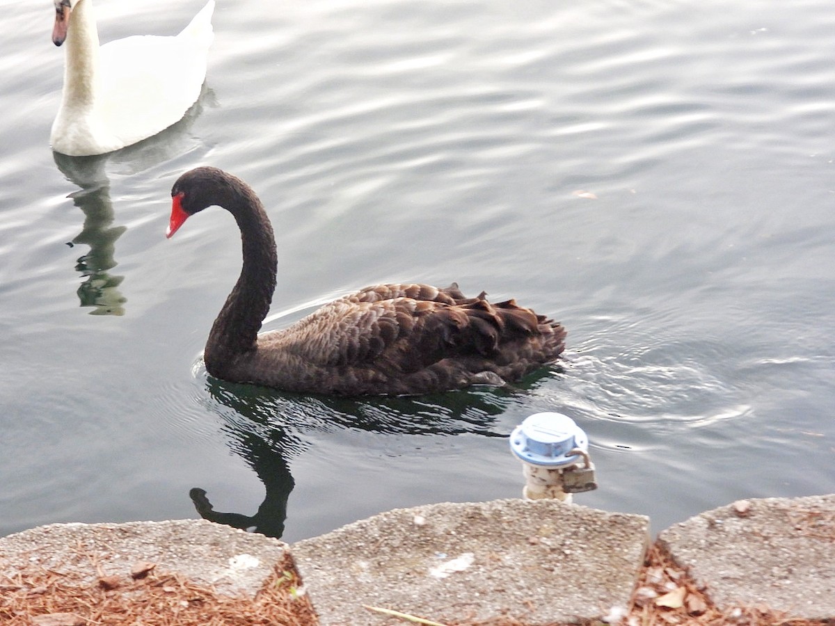 Black Swan - ML615959159