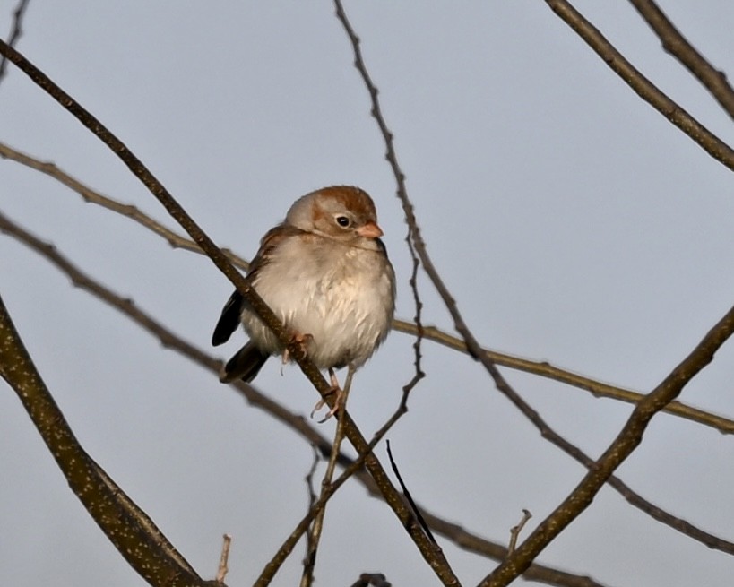 Field Sparrow - ML615959193