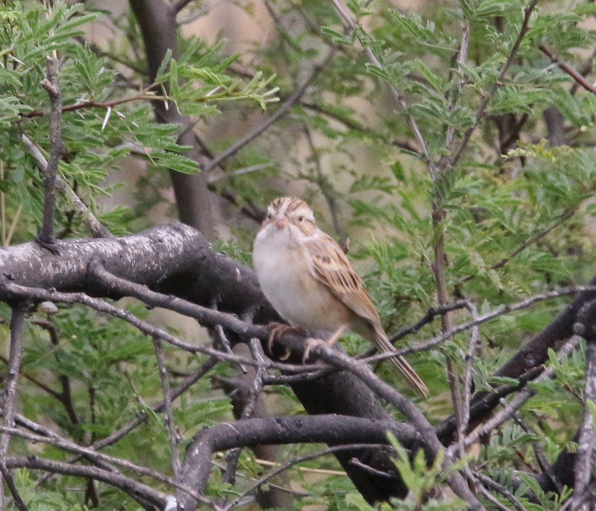 Clay-colored Sparrow - ML615959209
