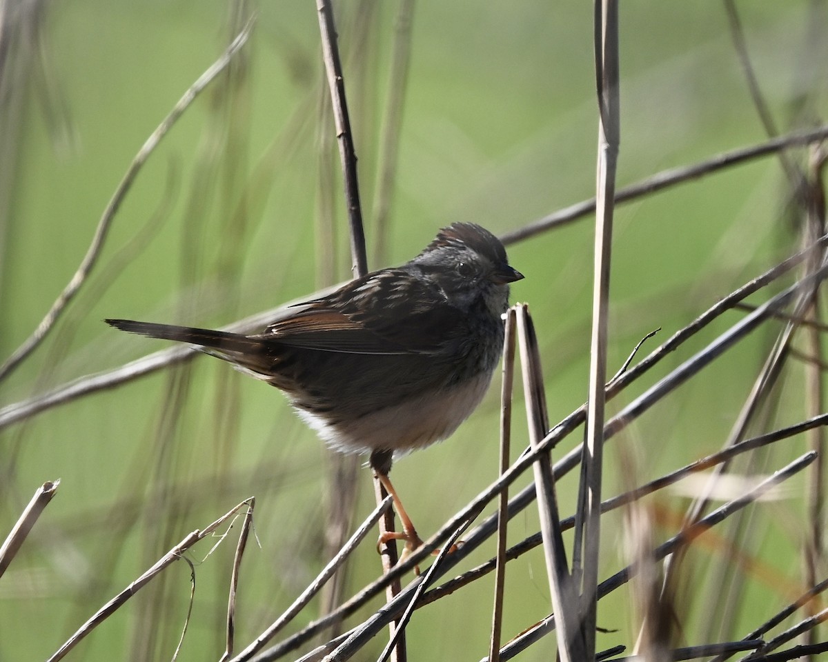 Swamp Sparrow - ML615959217