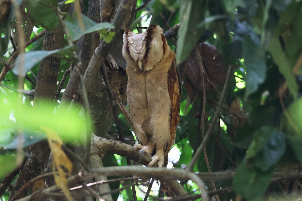 Sri Lanka Bay-Owl - ML615959227