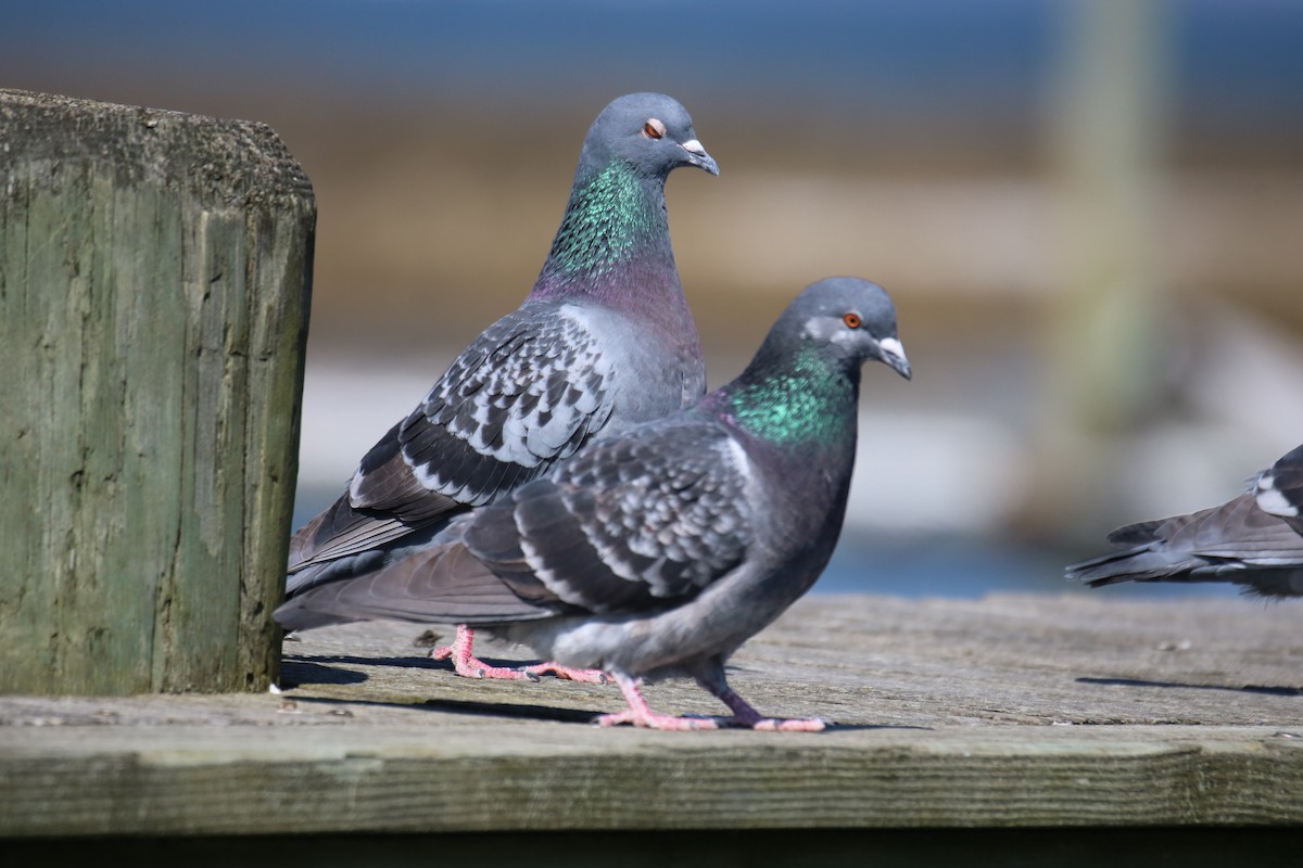 Rock Pigeon (Feral Pigeon) - ML615959332