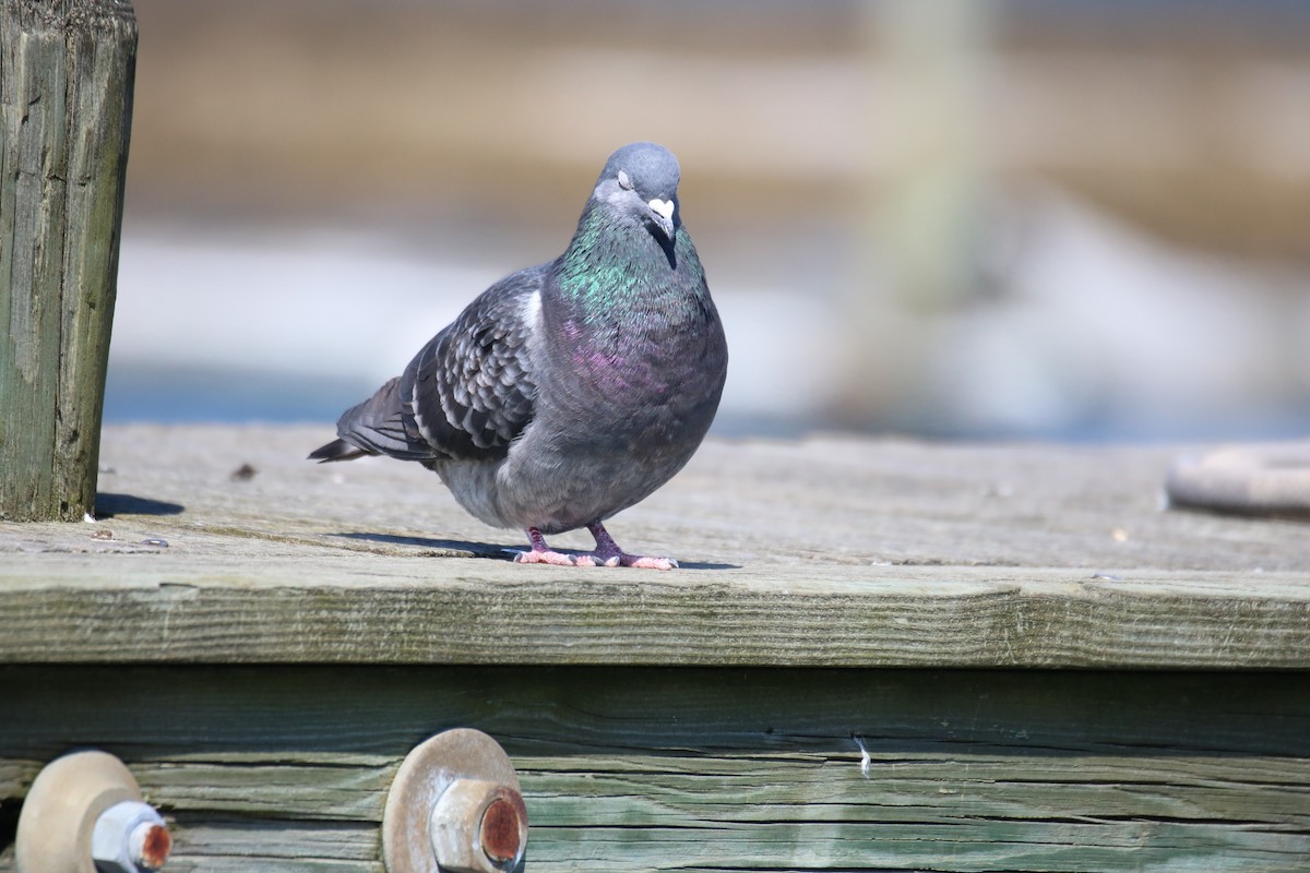 Rock Pigeon (Feral Pigeon) - ML615959335