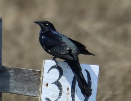 Boat-tailed Grackle - ML615959349