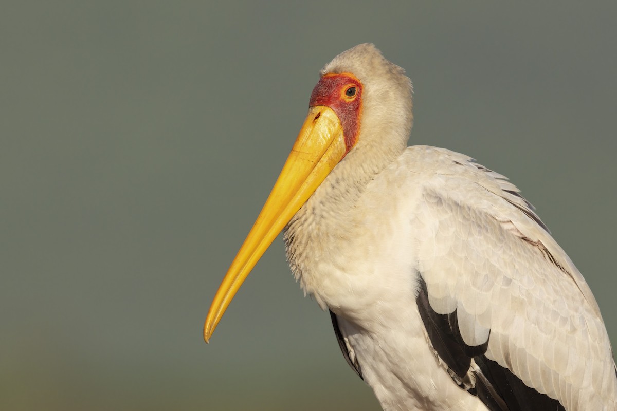 Yellow-billed Stork - Dorian Anderson