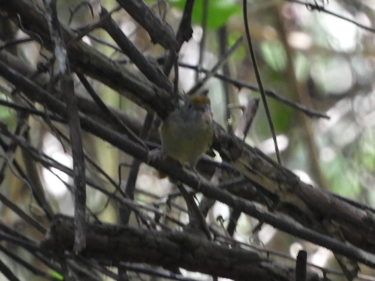 Tawny-crowned Greenlet - ML615959608