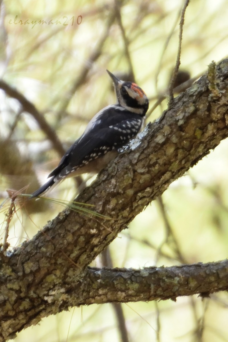 Hairy Woodpecker - Ricardo Arredondo