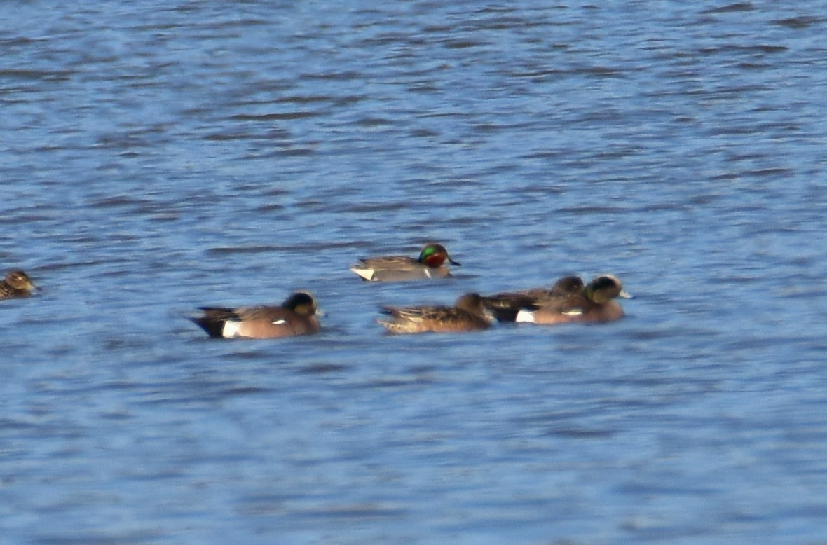 Green-winged Teal - ML615959690