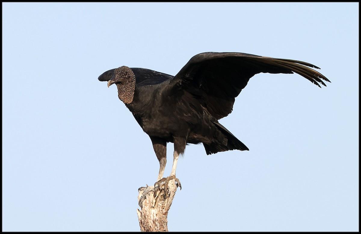 Black Vulture - ML615959722