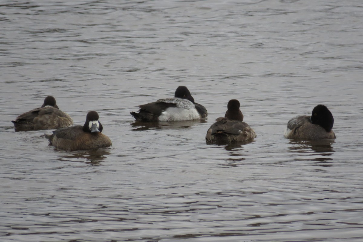 Greater Scaup - ML615959815