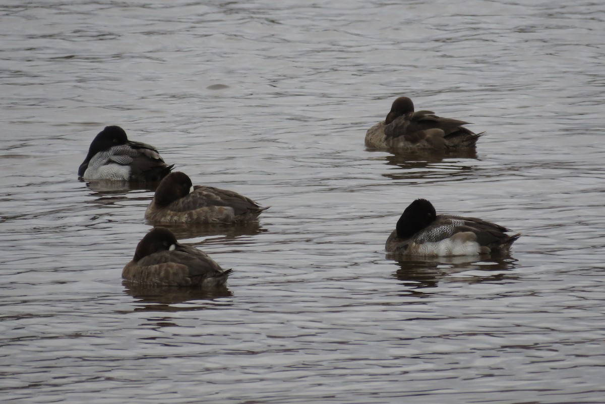 Greater Scaup - ML615959817