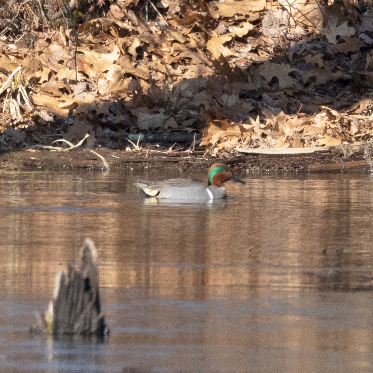 Green-winged Teal - ML615959842