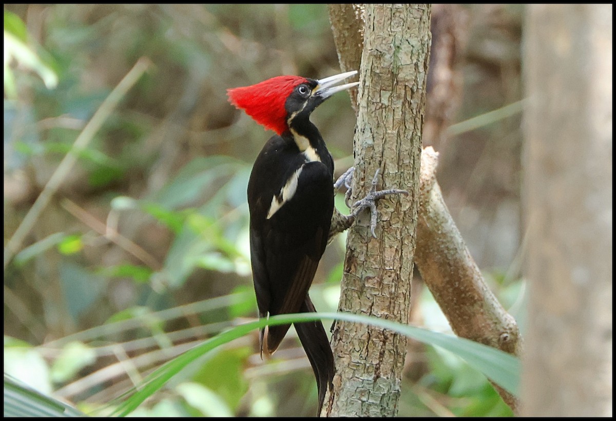 Lineated Woodpecker - ML615959843