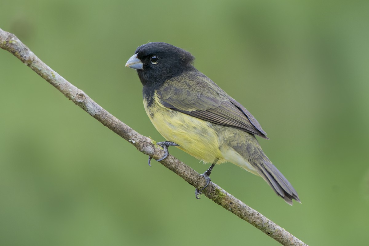 Yellow-bellied Seedeater - Jeff Maw