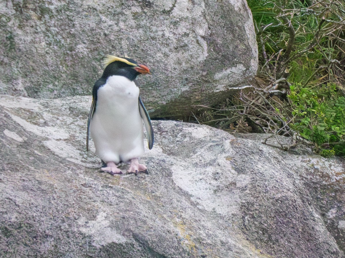 Fiordland Penguin - ML615960013