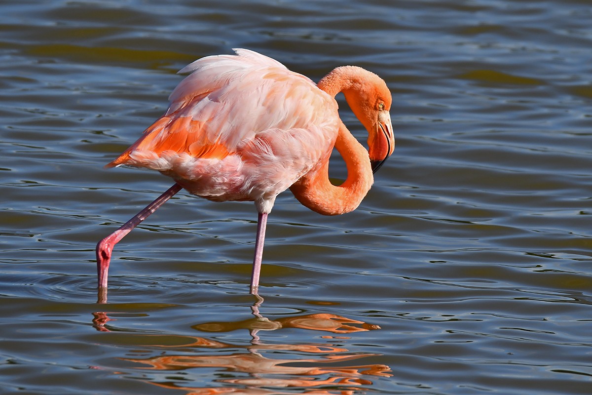 American Flamingo - ML615960102