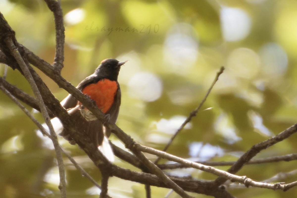 Slate-throated Redstart - Ricardo Arredondo