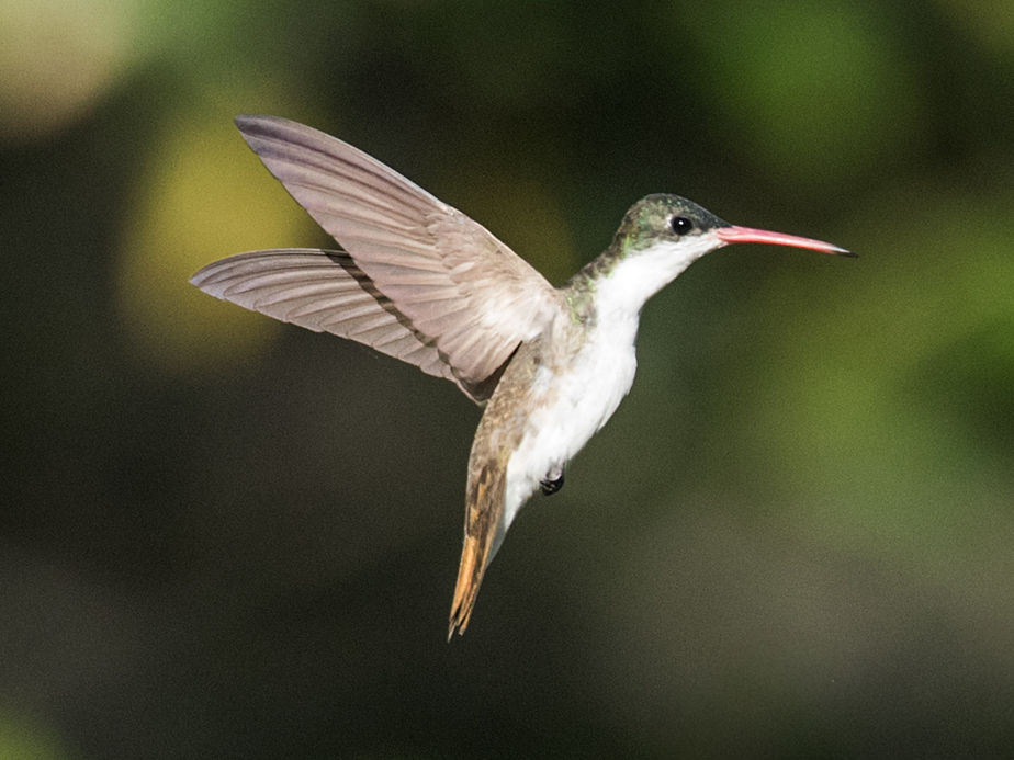 Green-fronted Hummingbird - Nick Athanas