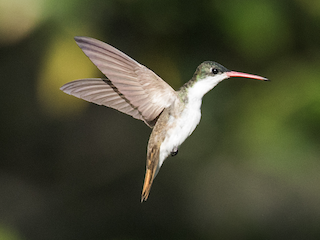 Adult (Green-fronted) - Nick Athanas - ML615960120