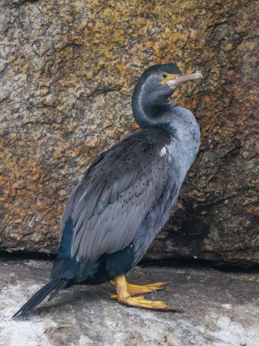 Spotted Shag - ML615960133