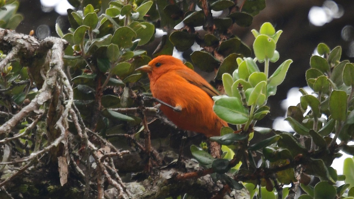 Hawaii-Akepakleidervogel - ML615960192