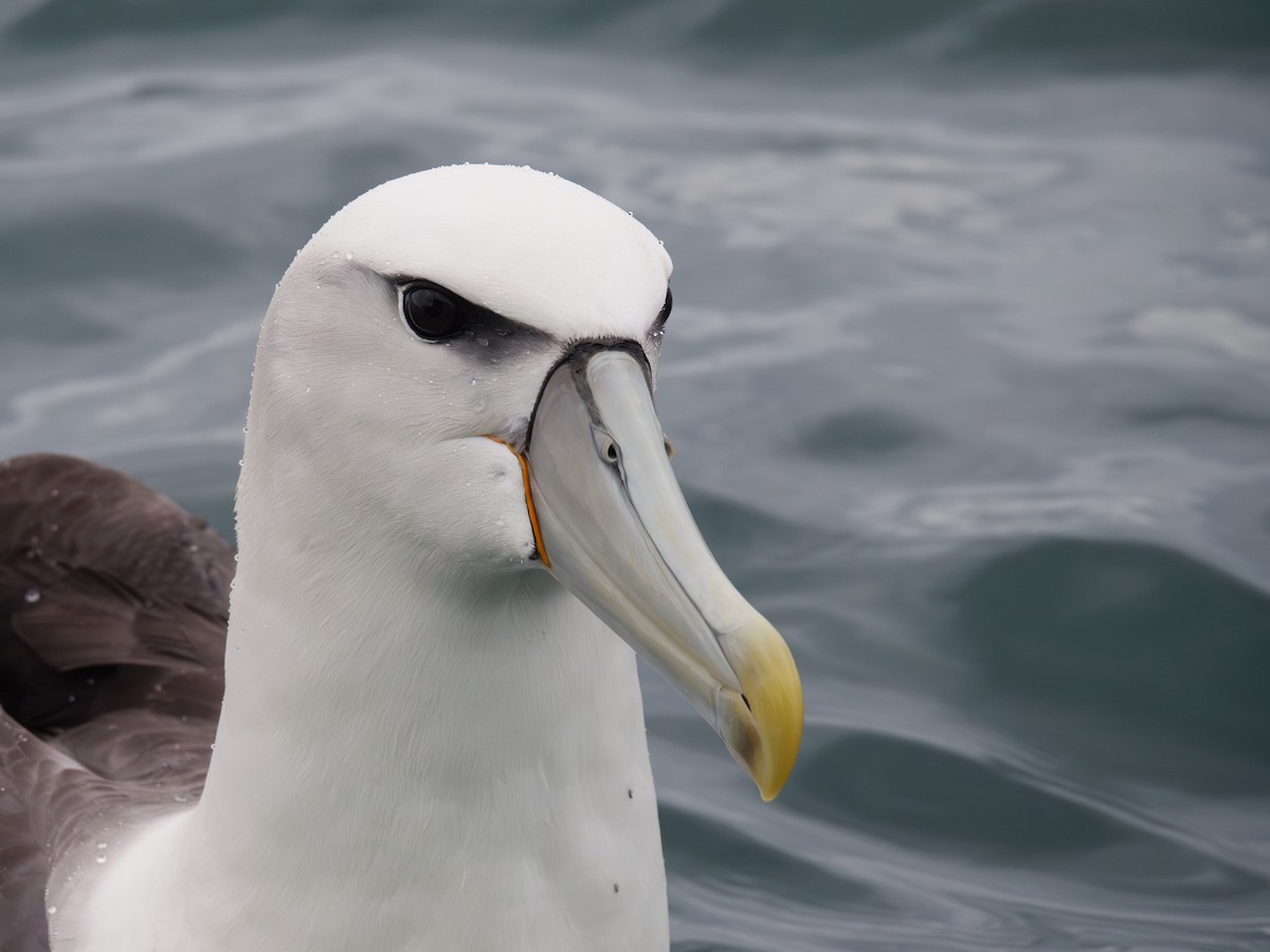 White-capped Albatross - ML615960252