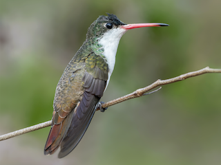  - Green-fronted Hummingbird