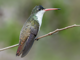  31cm ハチドリ ミドリビタイハチドリ - eBird