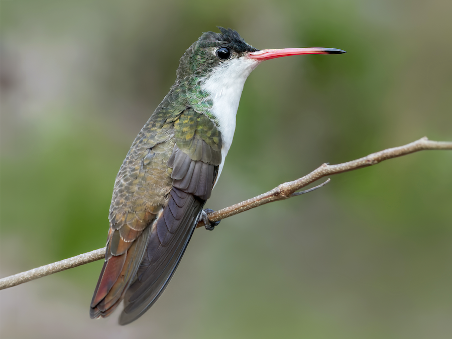Green-fronted Hummingbird - eBird