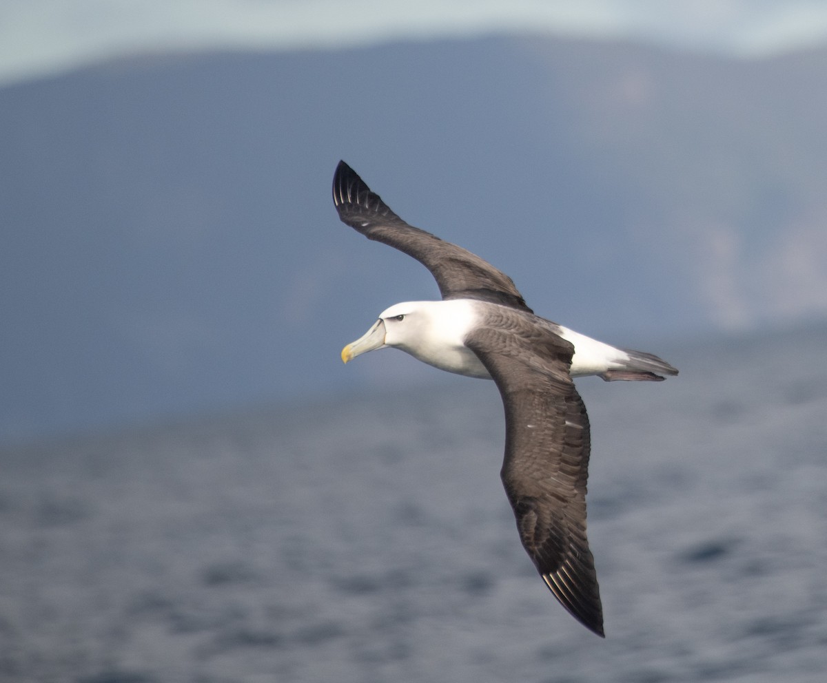 White-capped Albatross - Tom Dougherty