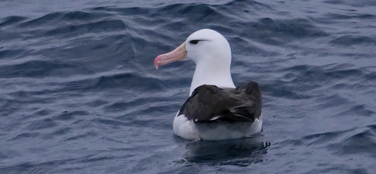 Albatros à sourcils noirs - ML615960449