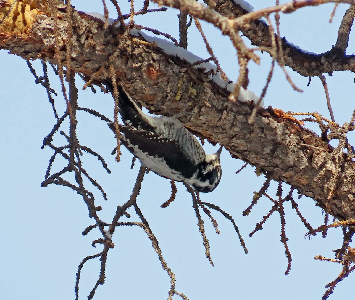 American Three-toed Woodpecker (Rocky Mts.) - ML615960454