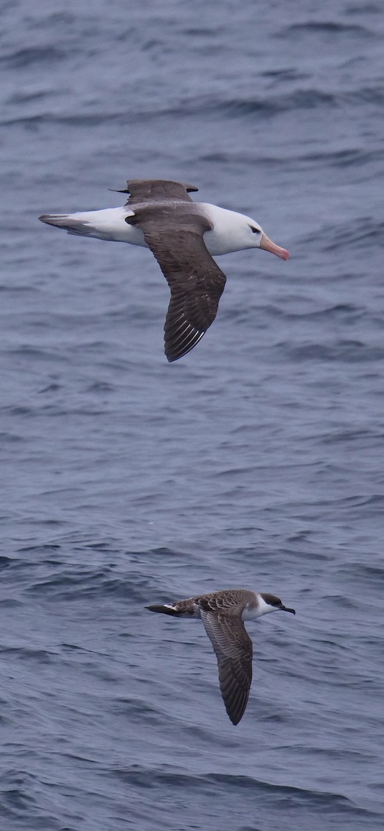 Albatros à sourcils noirs - ML615960473