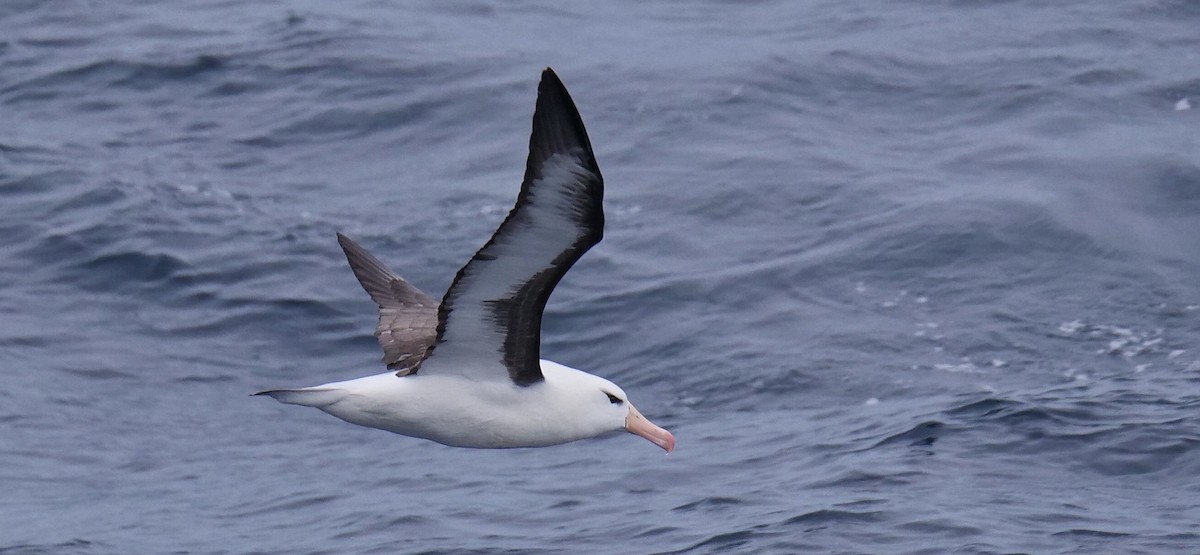 Albatros à sourcils noirs - ML615960474