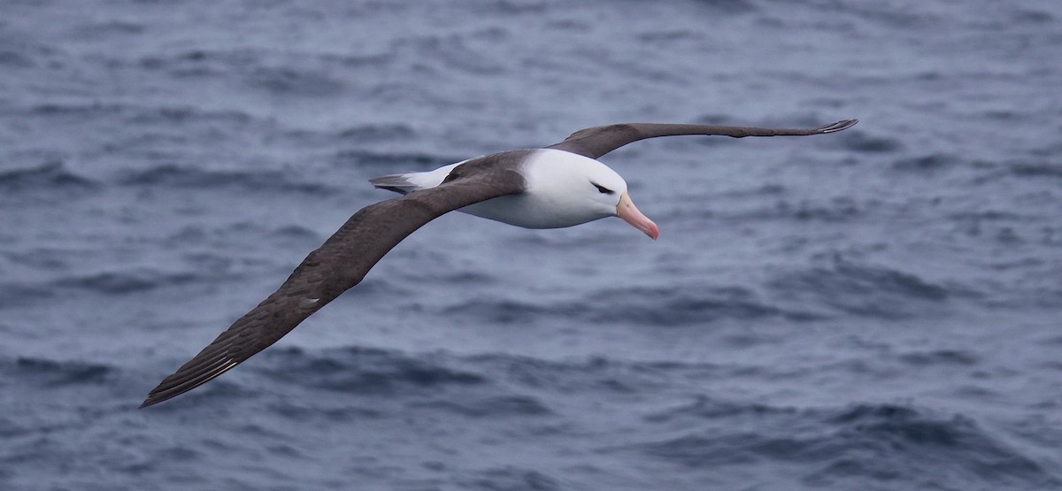 Albatros à sourcils noirs - ML615960475