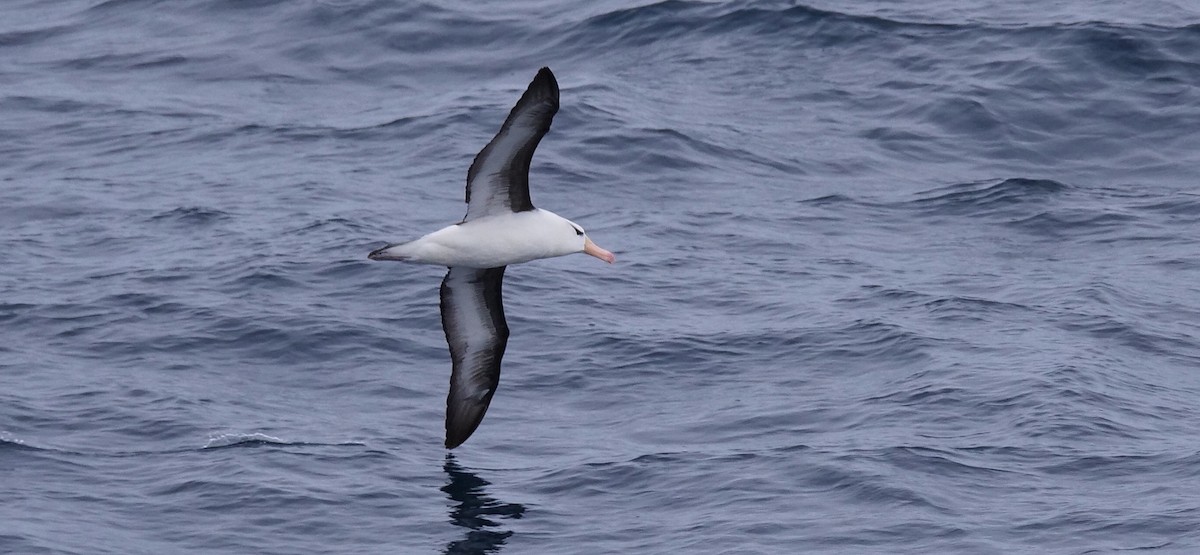 Albatros à sourcils noirs - ML615960476