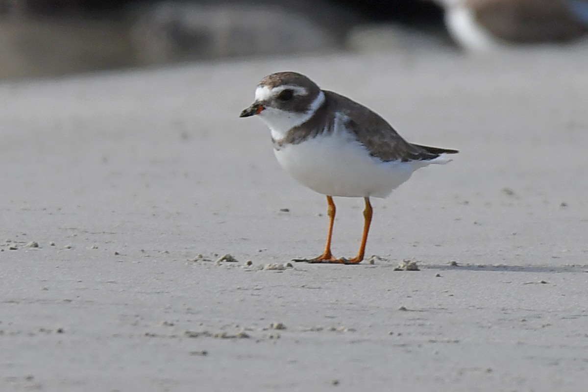 Semipalmated Plover - ML615960570