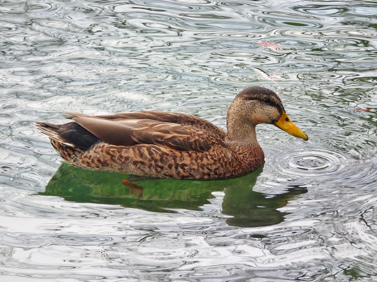 Mallard x Mottled Duck (hybrid) - Gina Turone 🐩