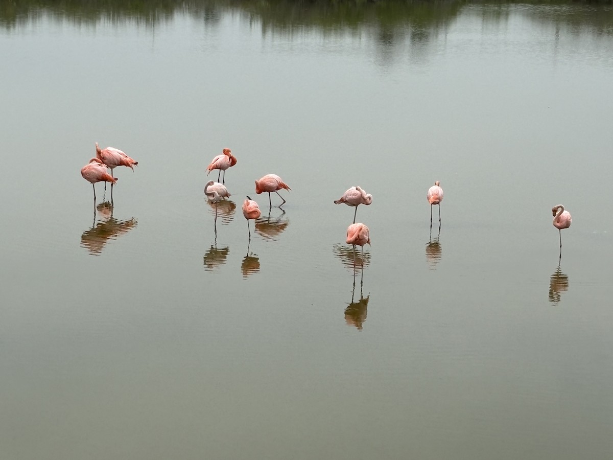 American Flamingo - Bruce Wedderburn